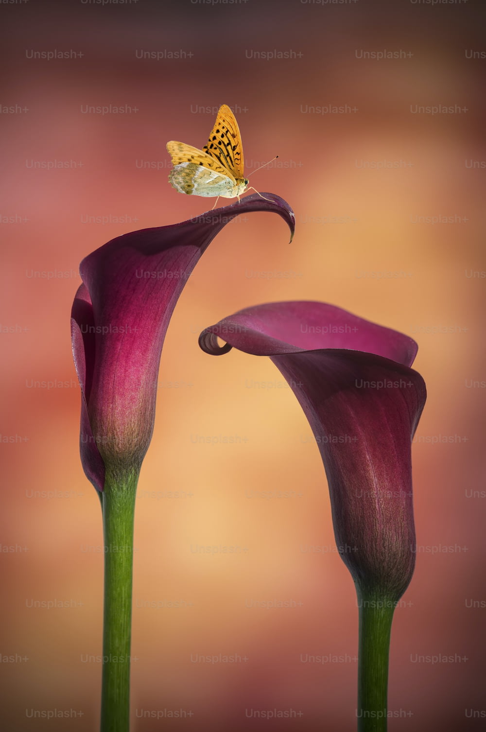 Butterfly on Stunning macro close up image of colorful vibrant calla lily flower