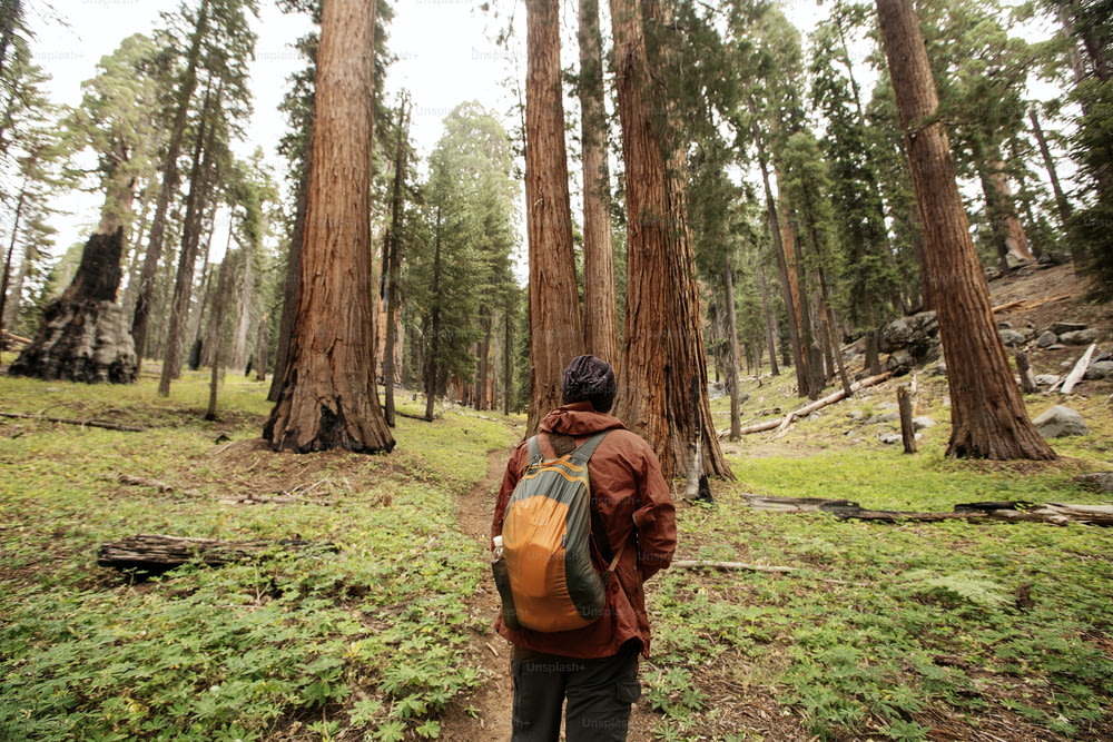 Homem no parque nacional de Sequoia na Califórnia, EUA