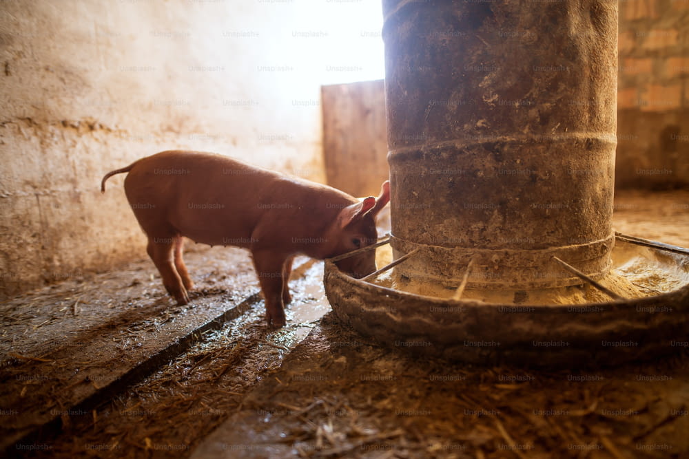Pig at pigsty. Pig farm. Group of pigs at animal farm. Feeding pigs.