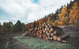 Side wide-angle view of a heap of raw tree trunks prepared for  woodworking, with an autumn wood behind; a logging camp with multiple recently cut timbers in fall forest in the countryside