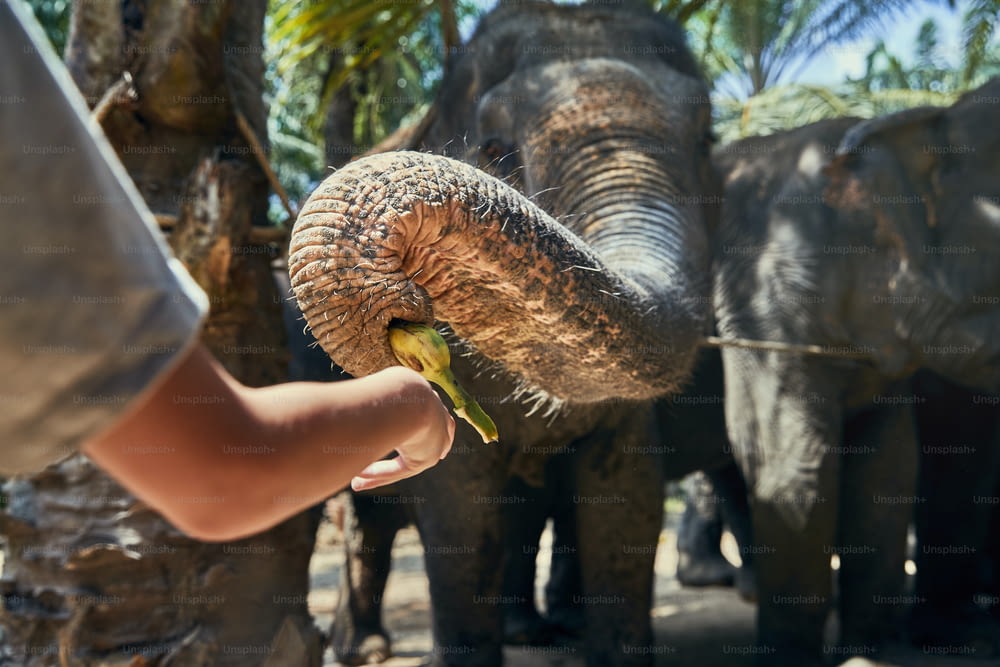 タイの動物保護区でアジアゾウのグループにバナナを与える小さな男の子