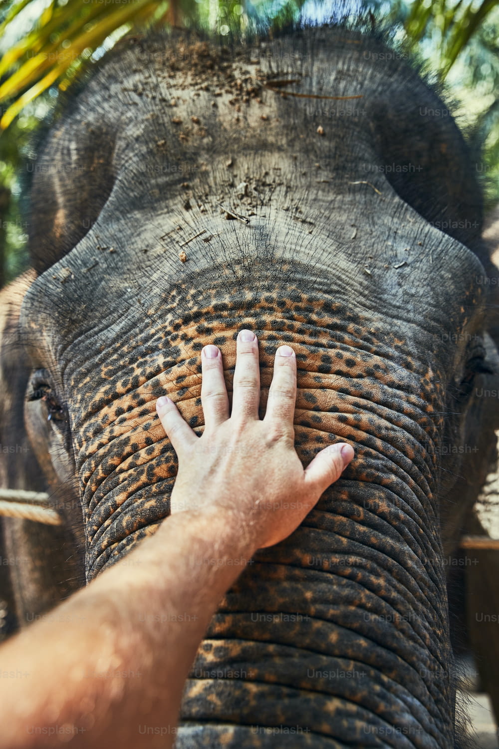 태국의 동물 보호 구역에서 아시아 코끼리의 몸통을 쓰다듬는 남자의 클로즈업
