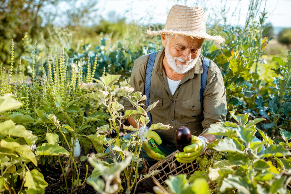 Uomo anziano ben vestito che raccoglie verdure fresche raccolte su un orto biologico, raccogliendo melanzane. Concetto di coltivazione di prodotti biologici e pensionamento attivo