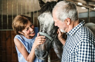 A close-up of joyful senior couple petting a horse in a stable.