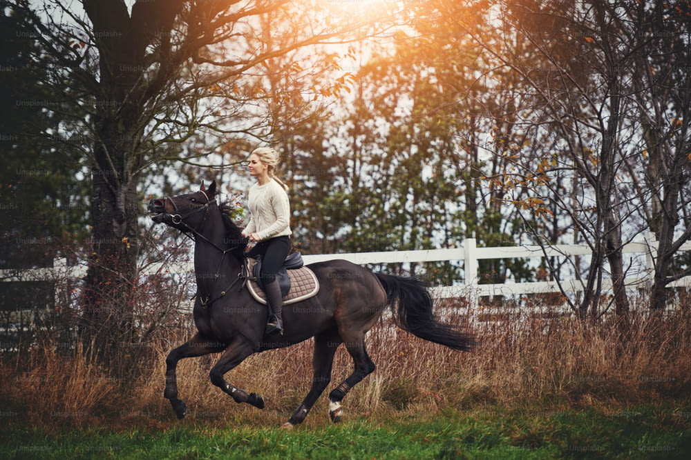 Junge Frau in Reitmontur galoppiert im Herbst mit ihrem kastanienbraunen Pferd durch ein ländliches Feld