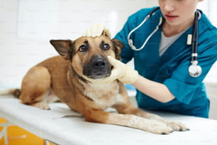 Cute shepherd dog lying on medical table while vet examining it in clinics