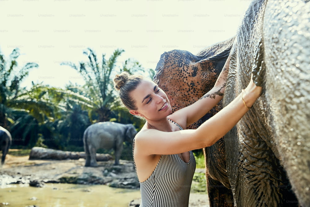Smiling woman giving a large Asian elephant a mud bath in a river at an animal sanctuary in Thailand