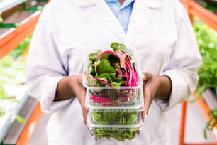 Fresh beet leaves in plastic container on top of stack held by young African female agronomist in whitecoat