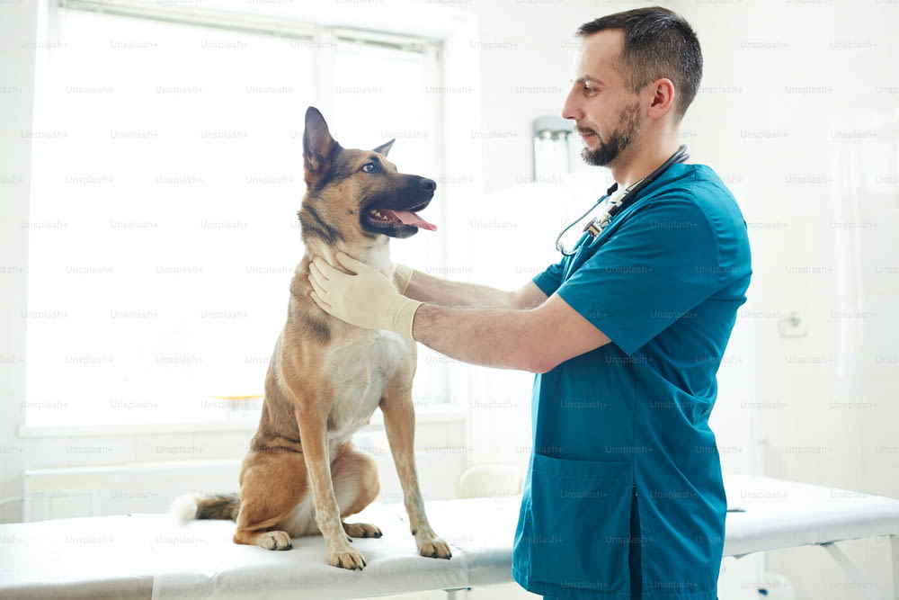 Giovane terapeuta veterinario che tocca il collo del cane e lo guarda durante o prima dell'esame