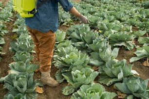 Legs and hands of farmer with sprayer standing in cabbage field and working