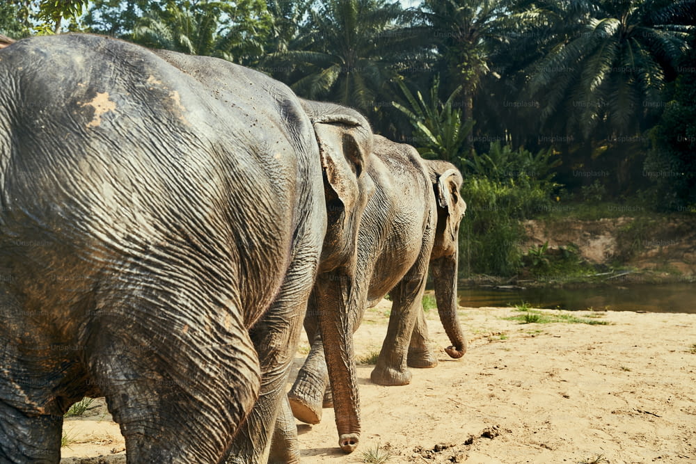 タイの動物保護区の森の中の川に向かって一緒に歩く2頭の大きなアジアゾウ