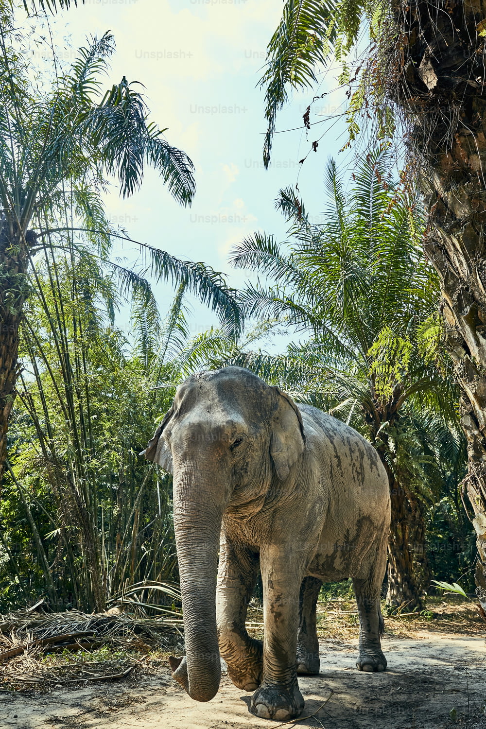 Large Asian elephant walking alone along a trail in the forest of an animal sanctuary in Thailand
