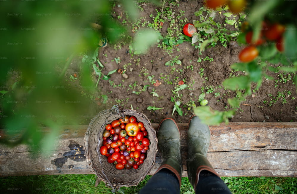 Midsection de criança irreconhecível com tomates cereja ao ar livre no jardim, conceito de estilo de vida sustentável.