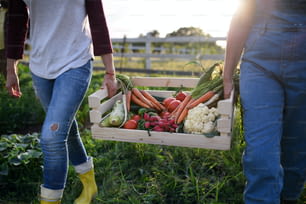 Una agricultora irreconocible lleva una caja con verduras de cosecha propia al aire libre en una granja comunitaria.