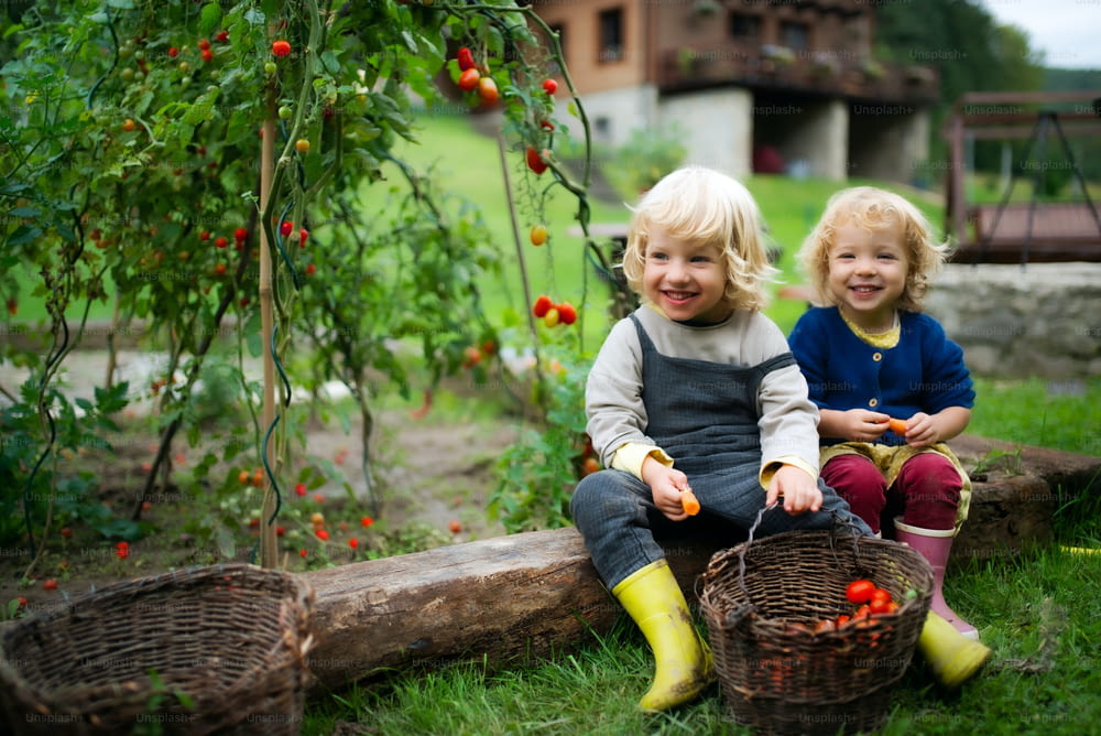Bambini piccoli felici che raccolgono pomodorini all'aperto in giardino, concetto di stile di vita sostenibile