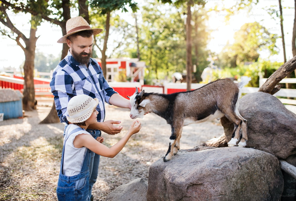 小さな娘を連れた父親が、家族経営の農場でヤギの動物に餌をやっています。
