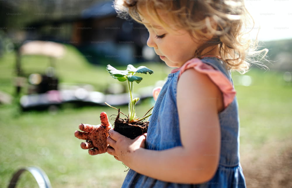 Kleines Mädchen mit schmutzigen Händen, das Erdbeerpflanze draußen im Garten hält, nachhaltiges Lifestyle-Konzept.