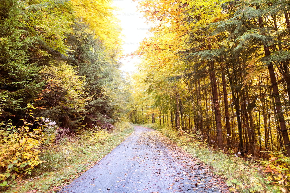Route à travers la forêt d’automne. Arbres d’automne dans la forêt.