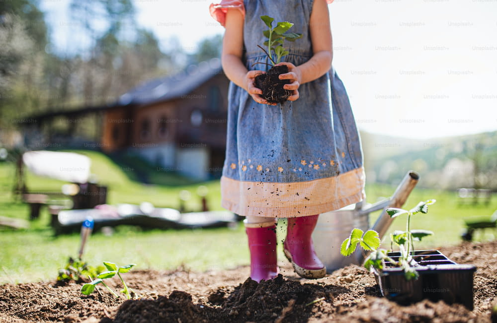 Bambina irriconoscibile che tiene la pianta di fragole all'aperto in giardino, concetto di stile di vita sostenibile.