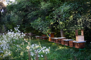 Wooden beehives under trees in the apiary. Copy space.