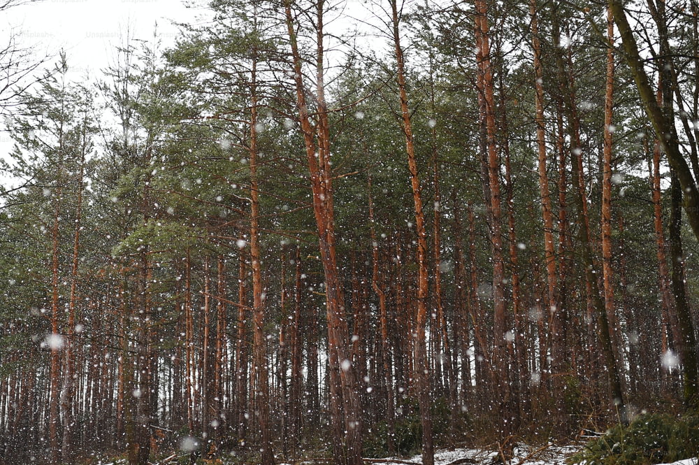 Um bosque de árvores coníferas. Natureza de inverno.