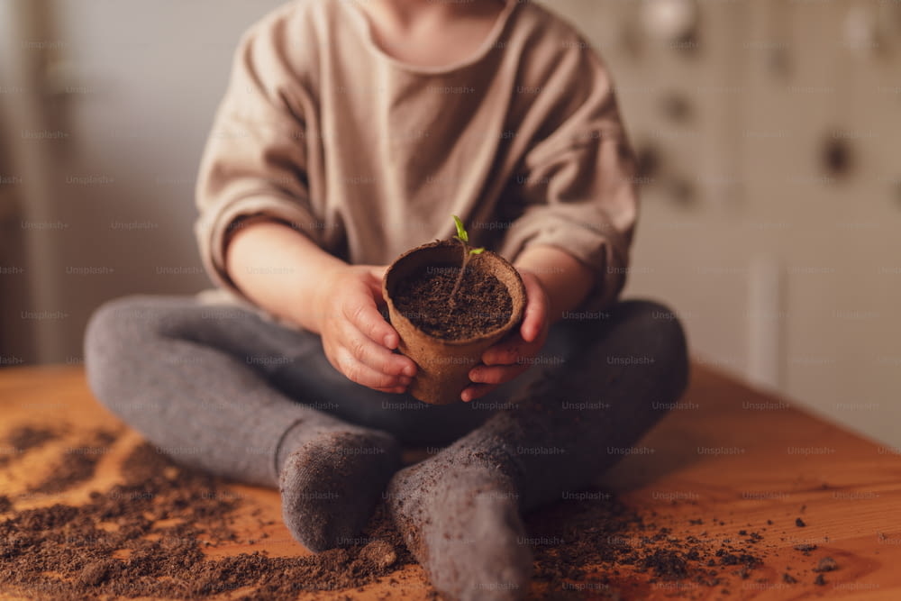 A close-up of child holding pot with plant growing from seeds at home, home gardening.