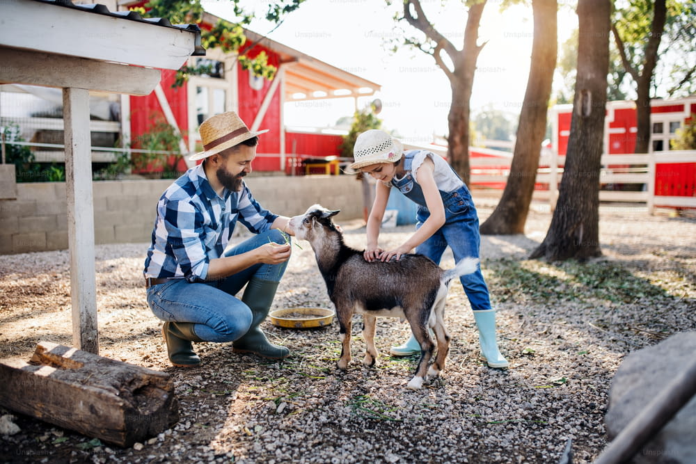 小さな娘を連れた父親が、家族経営の農場でヤギの動物に餌をやっています。