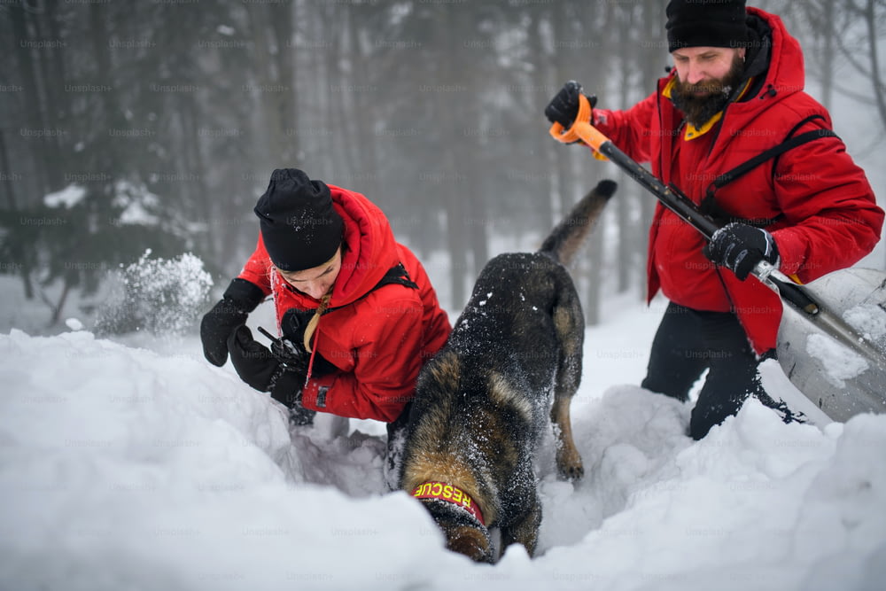 겨울에 숲에서 야외에서 작동하는 개와 함께 산악 구조 서비스, 삽으로 눈을 파다.
