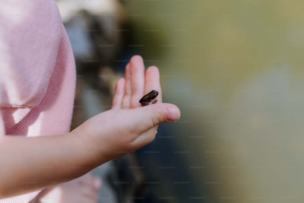 A close-up of little girl holding small wild frog. Curious child watching and exploring animals in nature.
