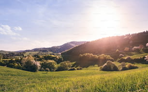 Panoramic view of landscape of meadows and woodland. Sunset in spring nature.
