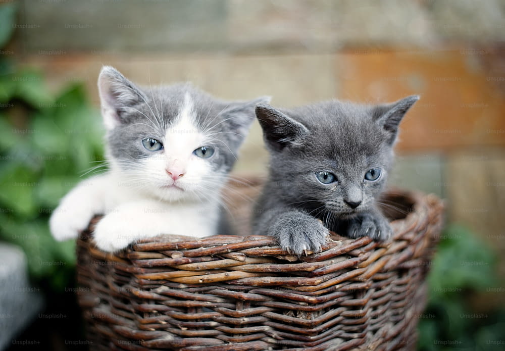 Two cute kittens are looking out of wooden basket.