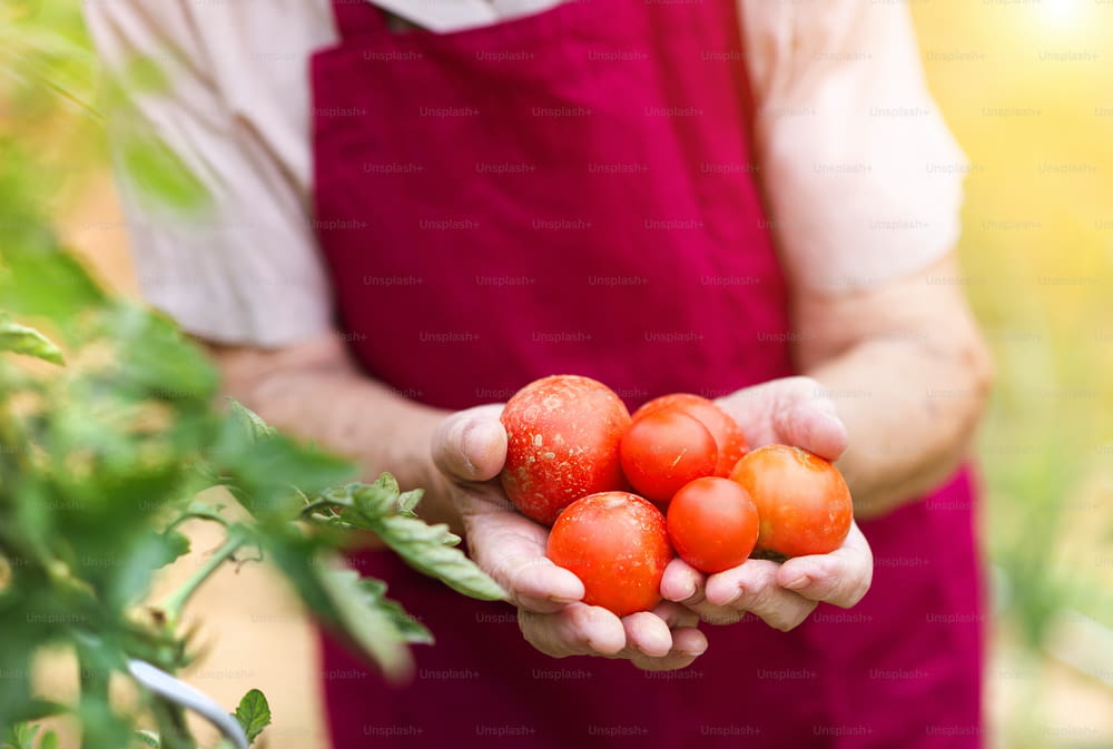 Unrecognizable senior woman in her garden harvesting tomatoes