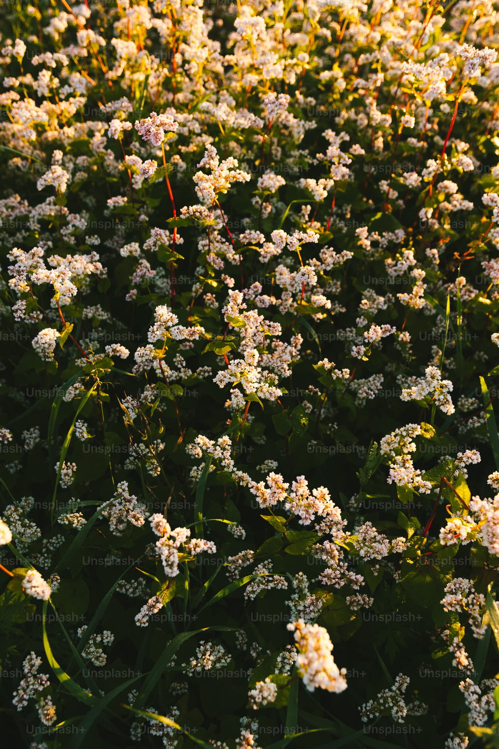 Un campo de flores blancas a la luz del sol