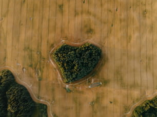 a heart shaped tree in the middle of a field