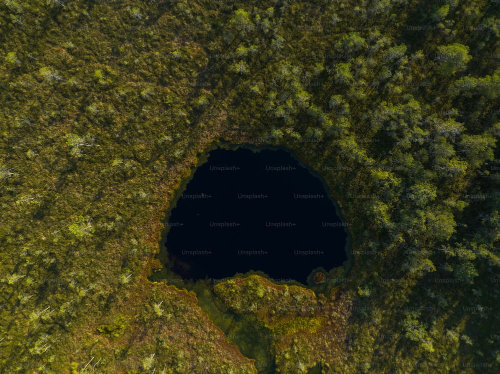 a large hole in the middle of a forest