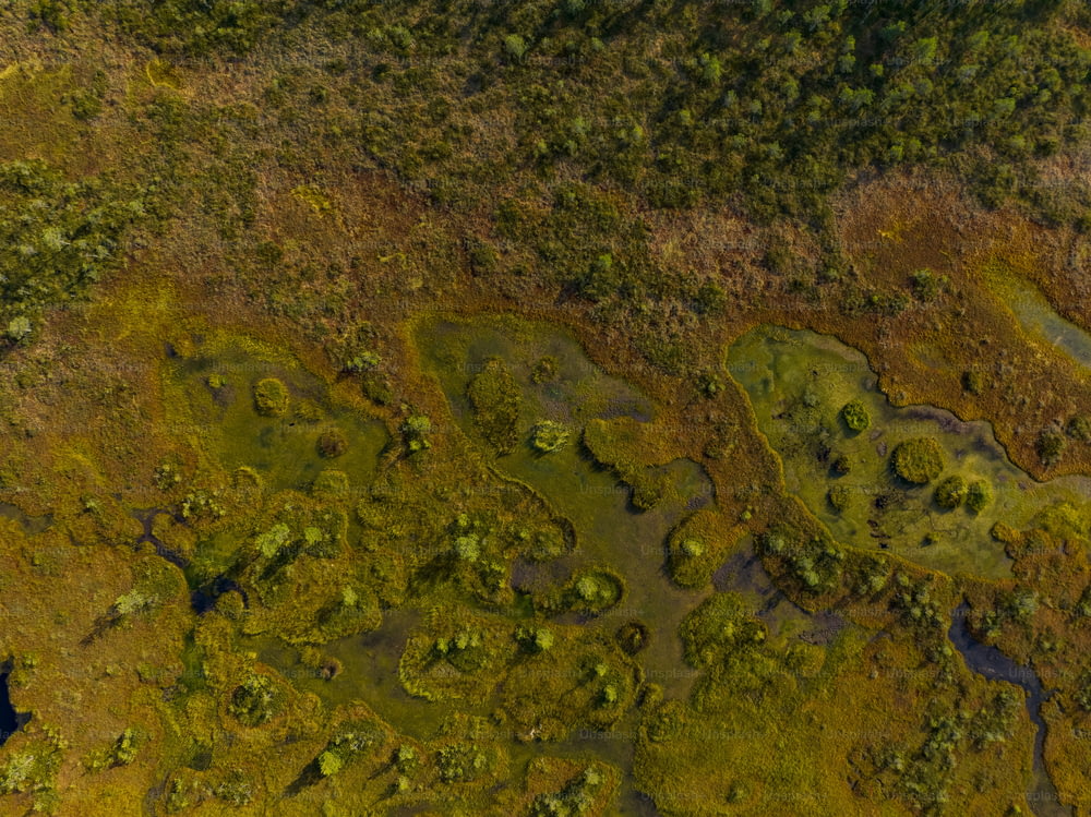 una veduta aerea di un'area erbosa con alberi e acqua