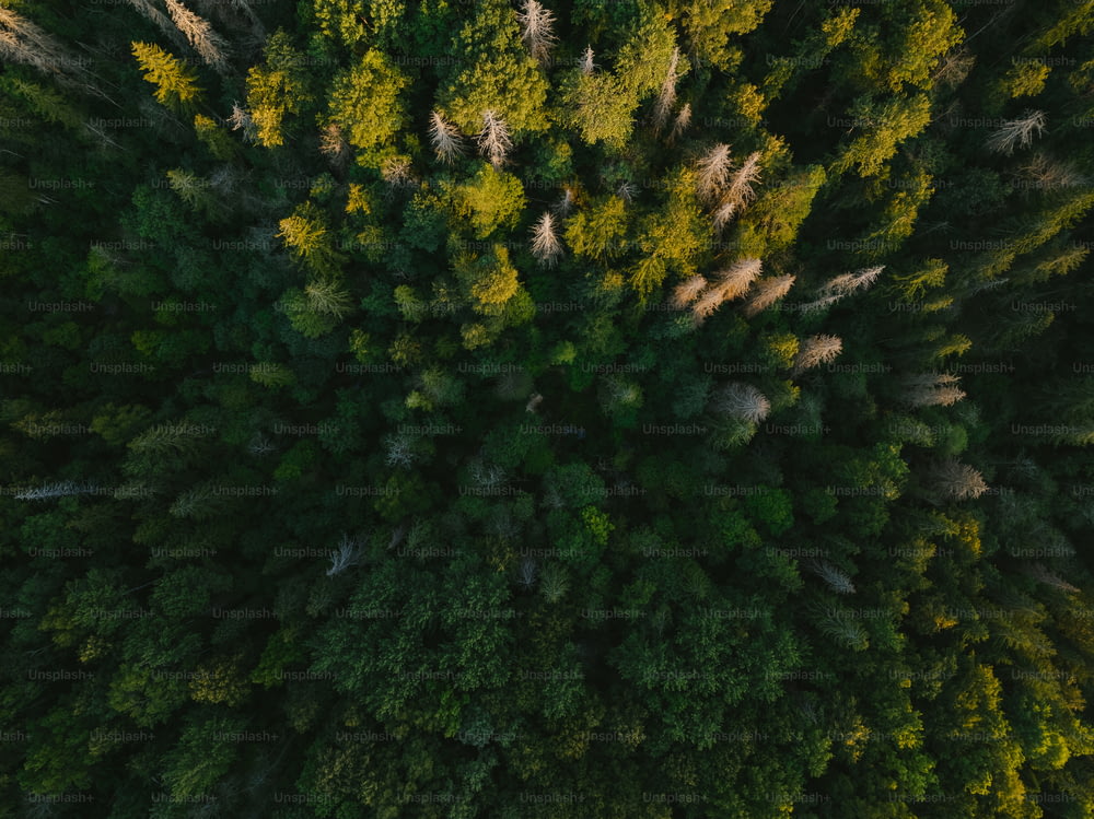 Une vue aérienne d’une forêt avec beaucoup d’arbres