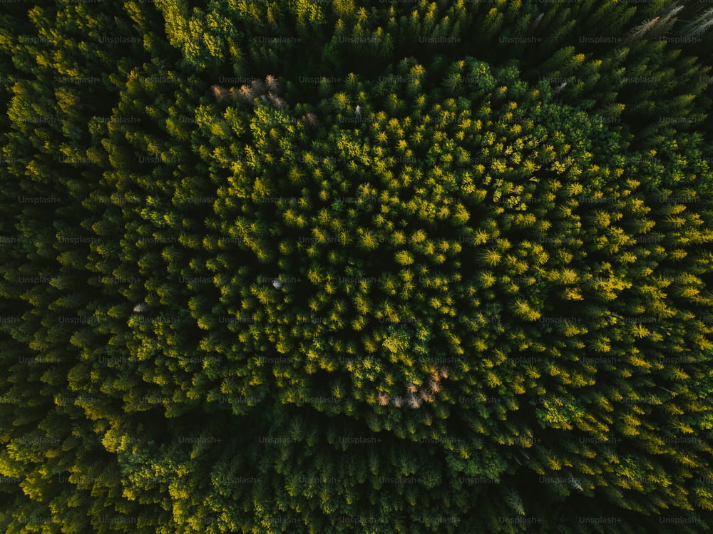 eine Luftaufnahme eines Waldes mit vielen Bäumen