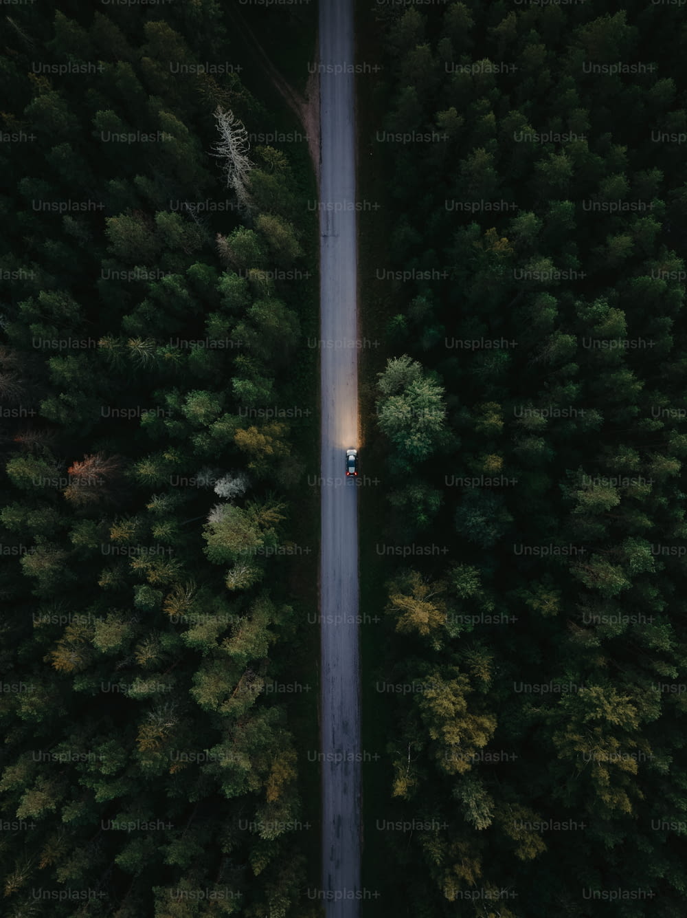 나무로 둘러싸인 도로를 달리는 자동차