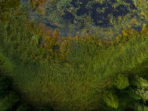 Una vista aérea de un estanque rodeado de árboles