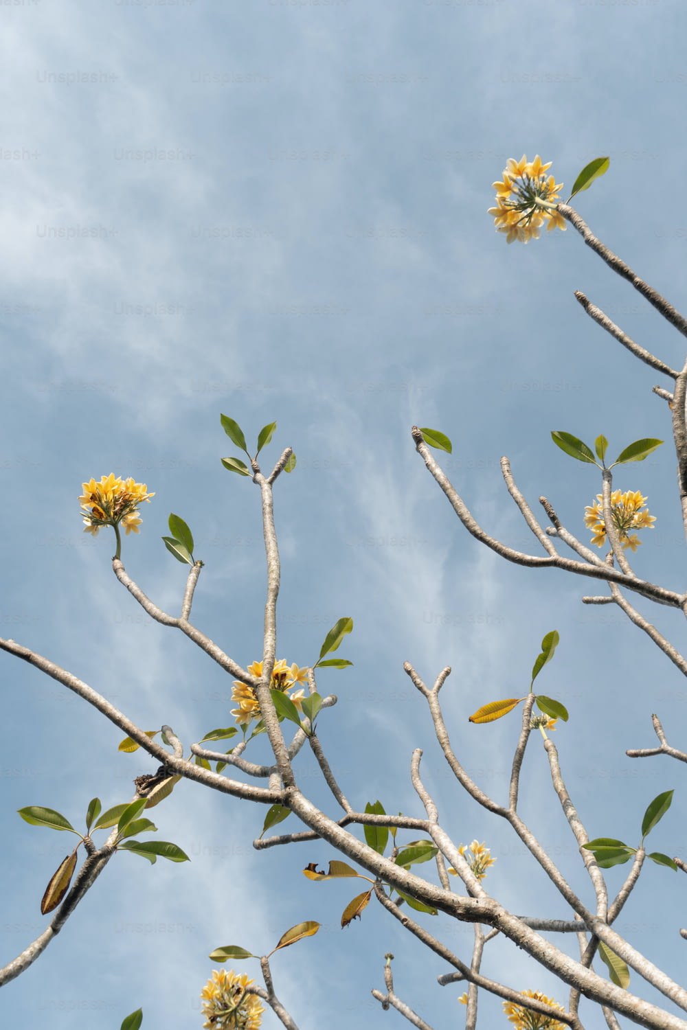 a tree with yellow flowers and leaves against a blue sky