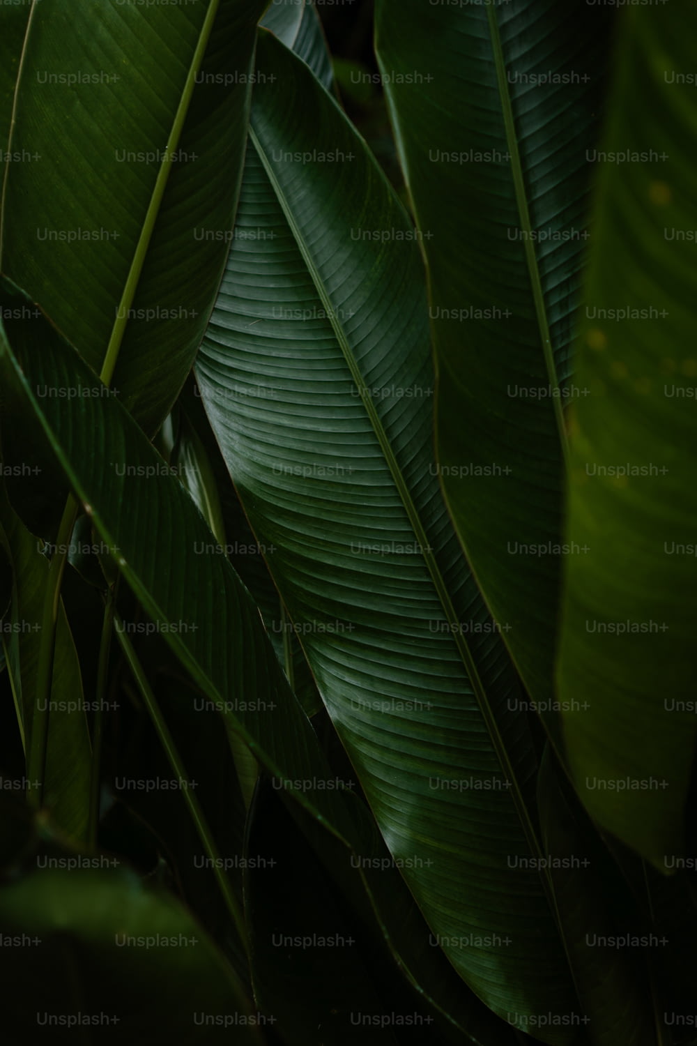 um close up de uma bananeira com folhas verdes