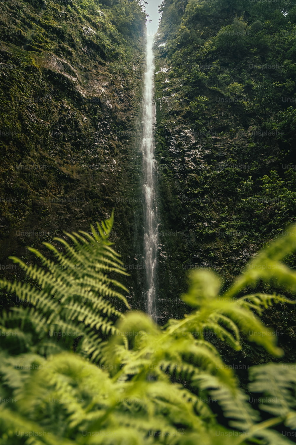 uma cachoeira alta no meio de uma floresta verde exuberante