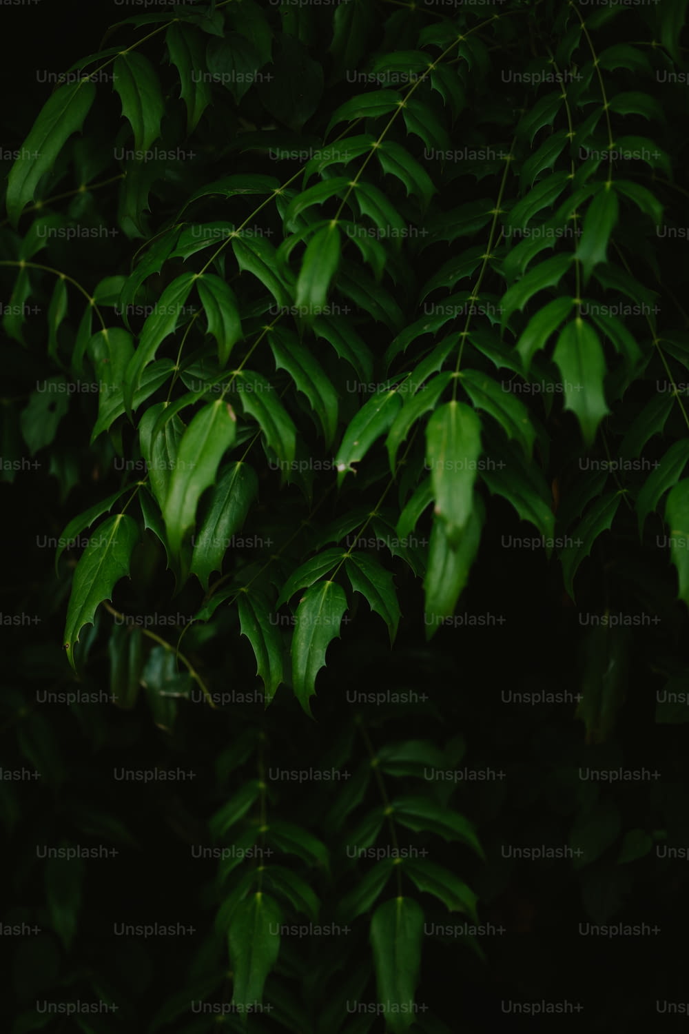 Un primo piano di un albero con foglie verdi