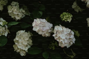 un bouquet de fleurs blanches aux feuilles vertes