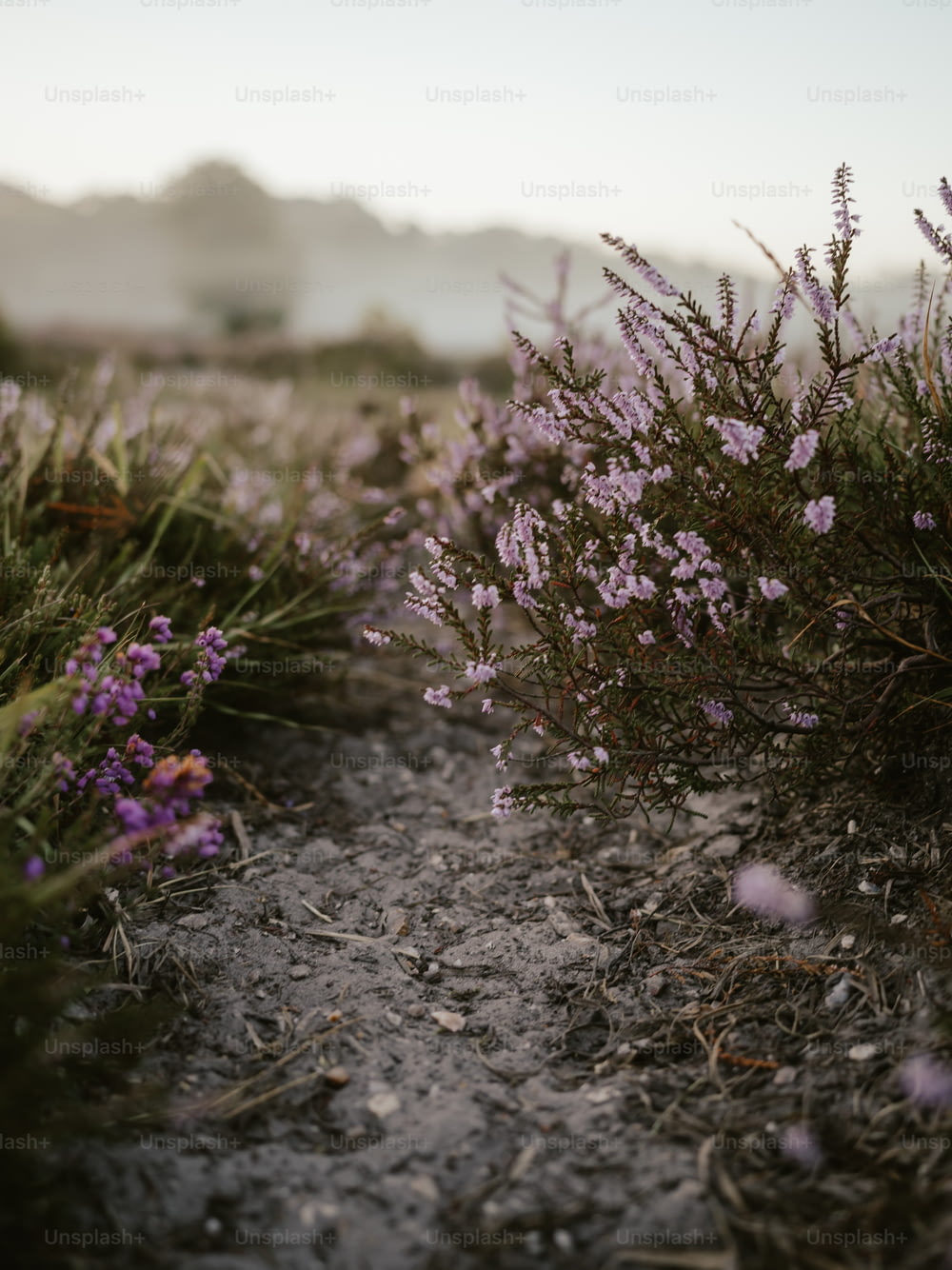 a dirt path with purple flowers growing on it