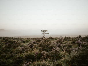 Ein einsamer Baum inmitten eines nebligen Feldes