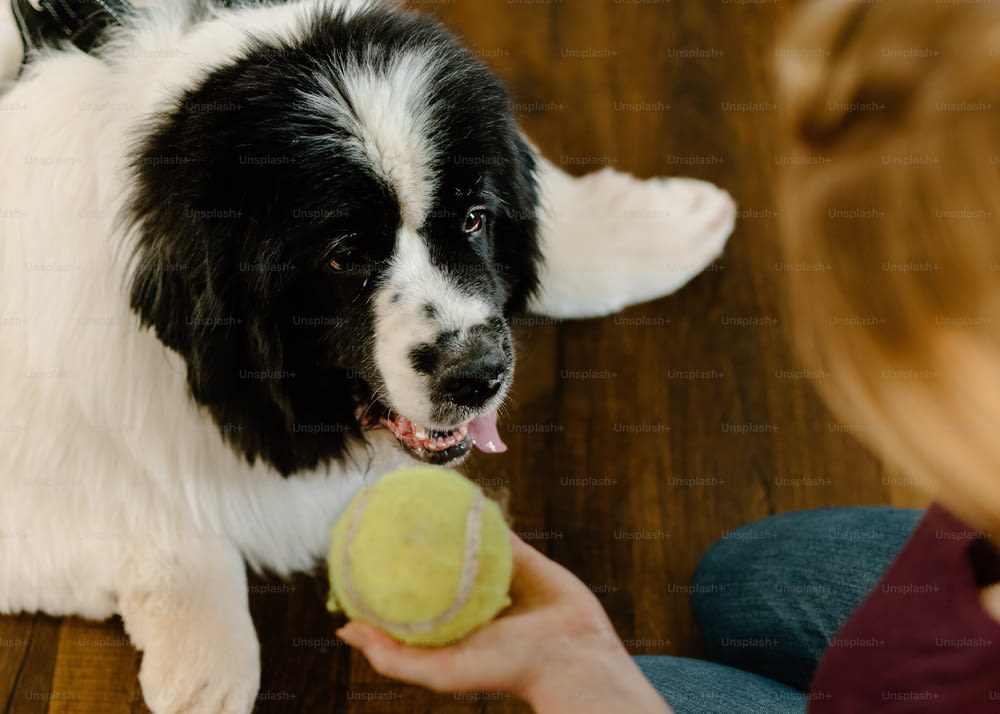 um cão preto e branco segurando uma bola de tênis
