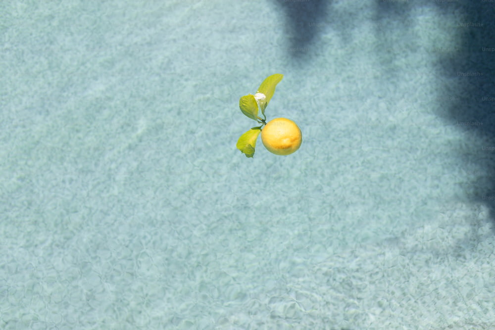 une vue aérienne d’un citronnier dans l’eau