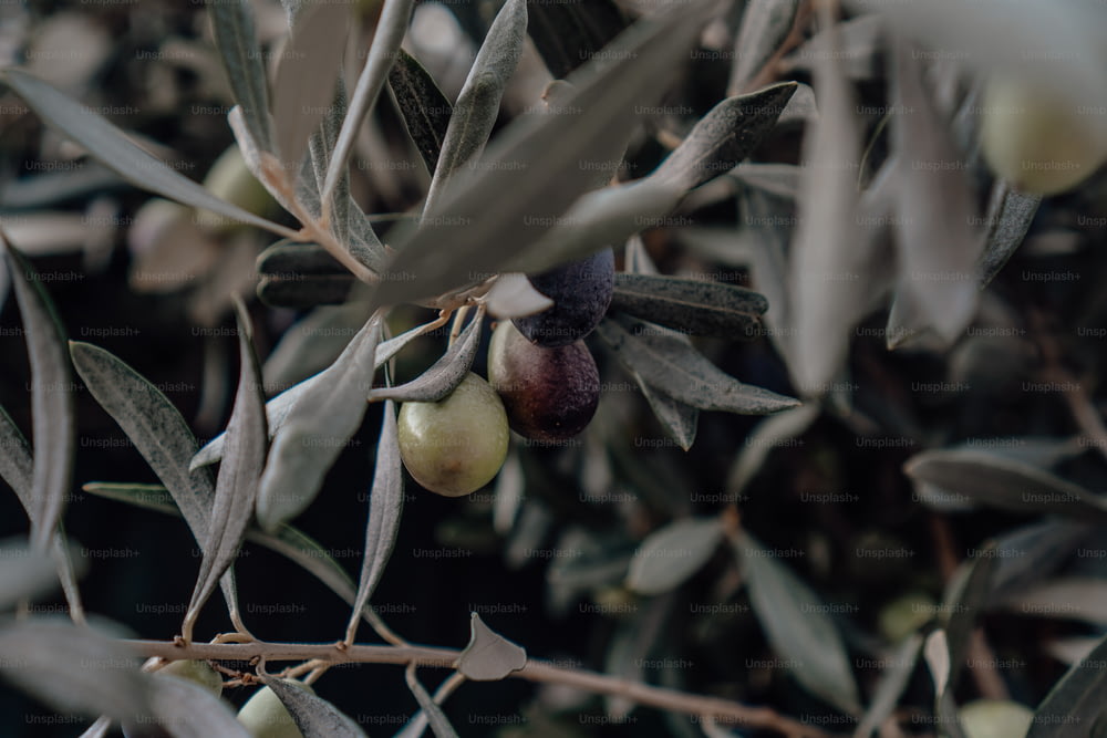an olive tree with olives and leaves